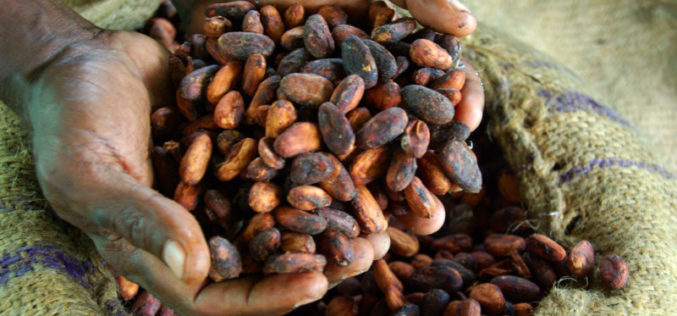 Guest Post: Blood chocolate – climate change and conflict in the West African cocoa belt