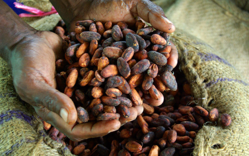 Guest Post: Blood chocolate – climate change and conflict in the West African cocoa belt
