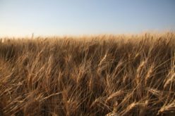 An unlikely partnership in New Zealand leads the way on biosecurity