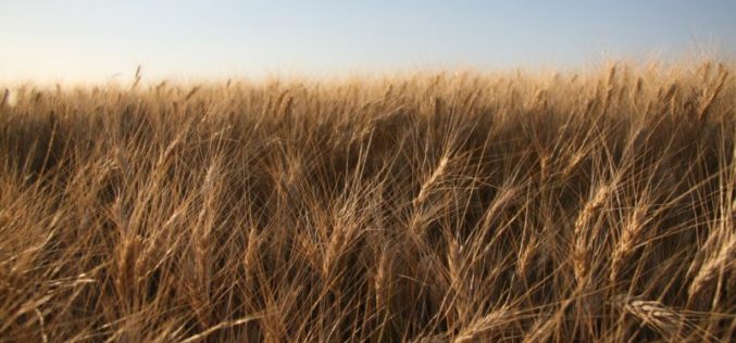 An unlikely partnership in New Zealand leads the way on biosecurity