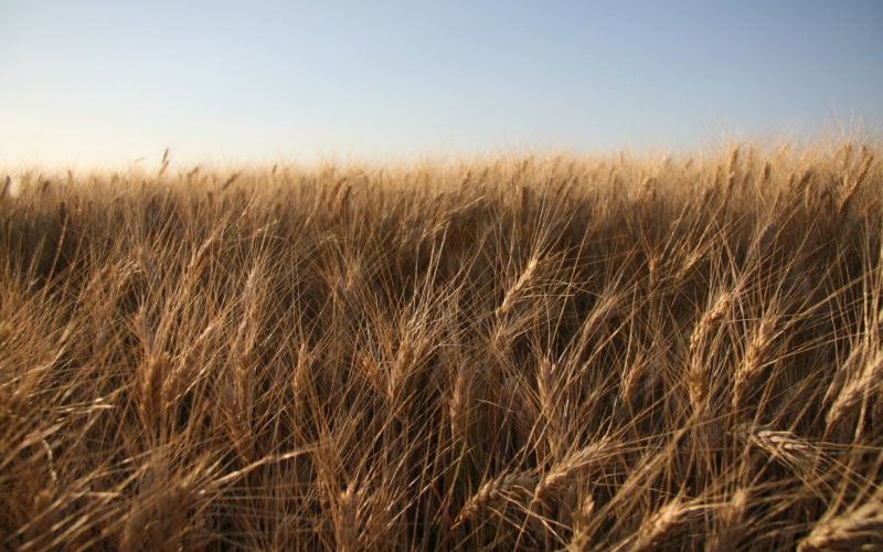 An unlikely partnership in New Zealand leads the way on biosecurity