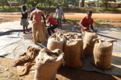 Cameroon: A House Divided