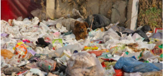 China’s Renunciation of Single-use Plastic
