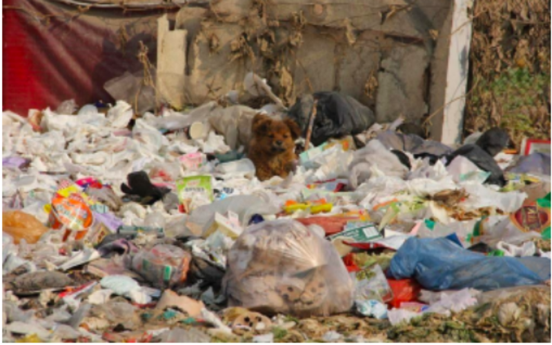 China’s Renunciation of Single-use Plastic