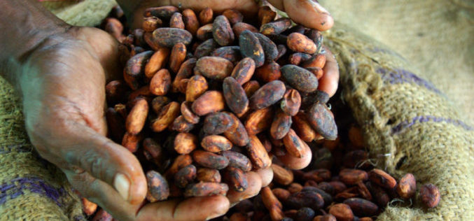 Côte d’Ivoire – Do new EU laws promise sweet success or a bitter aftertaste?