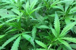 Mexican Marijuana: The Effects of Legalization on the Economy and the War on Drugs