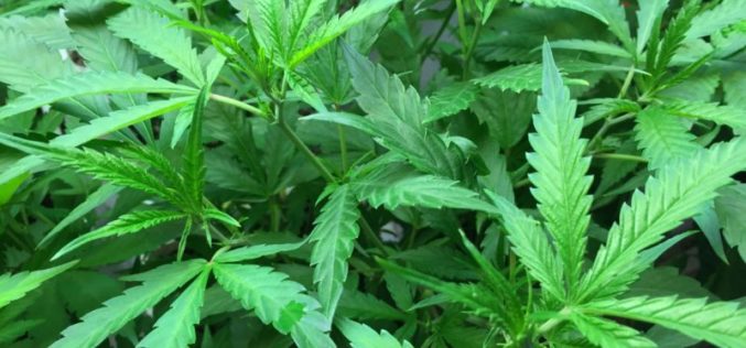 Mexican Marijuana: The Effects of Legalization on the Economy and the War on Drugs