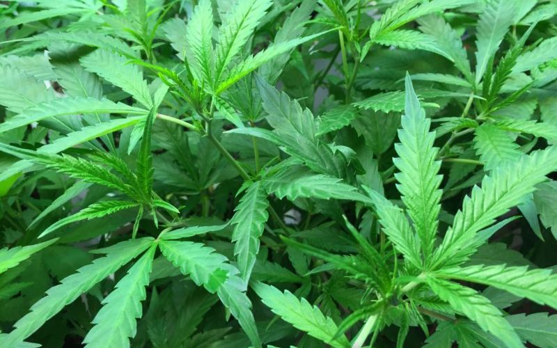 Mexican Marijuana: The Effects of Legalization on the Economy and the War on Drugs