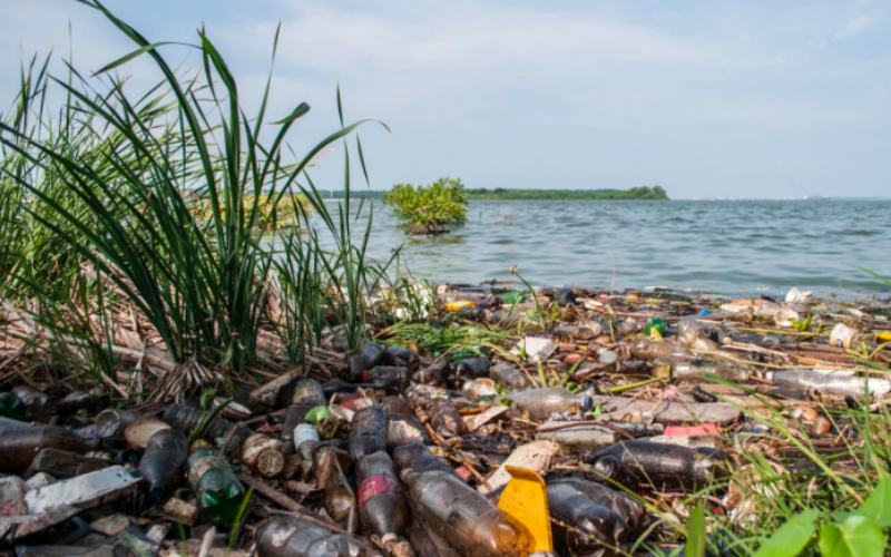 An Ecosystem in Crisis: Environmental Degradation in Venezuela