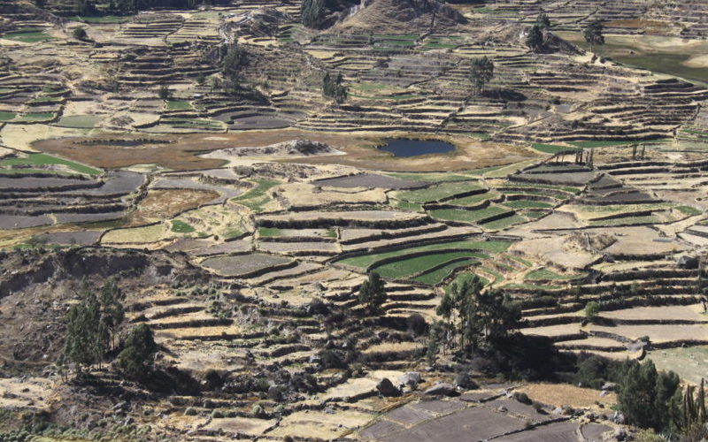 Can Climate Action Save Castillo’s Faltering Peruvian Presidency?